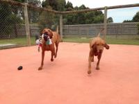 STIRLING LODGE BOARDING KENNELS image 7